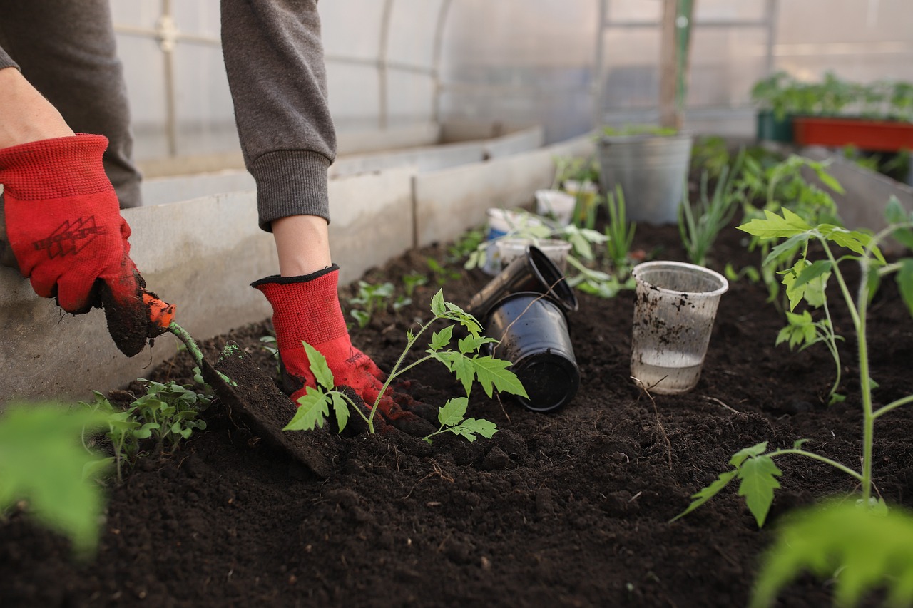 Designing a Beautiful Rainbow Garden